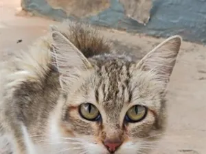 Gato raça SRD-ViraLata idade 1 ano nome Sem nome 