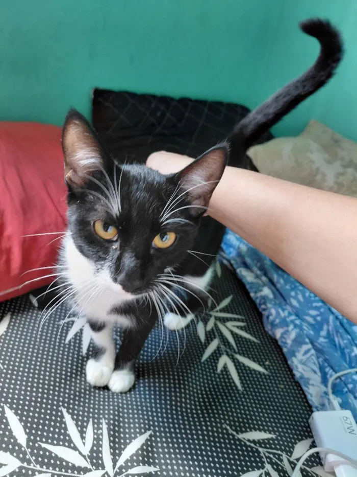 Gato raça SRD-ViraLata idade 2 a 6 meses nome samurai