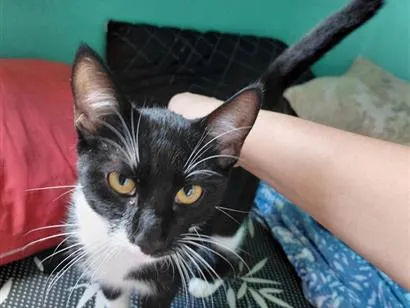 Gato raça SRD-ViraLata idade 2 a 6 meses nome samurai