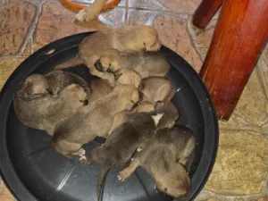 Cachorro raça SRD-ViraLata idade Abaixo de 2 meses nome filhotes 