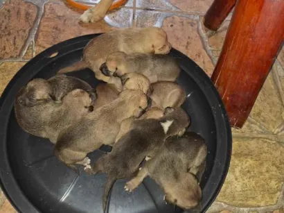 Cachorro raça SRD-ViraLata idade Abaixo de 2 meses nome filhotes 