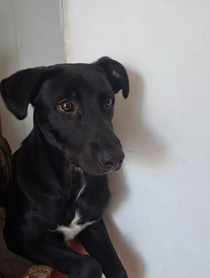 Gato raça SRD-ViraLata idade 2 a 6 meses nome sabota