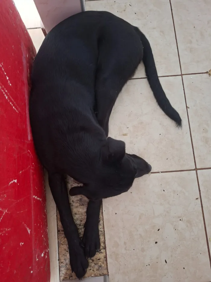 Gato raça SRD-ViraLata idade 2 a 6 meses nome sabota