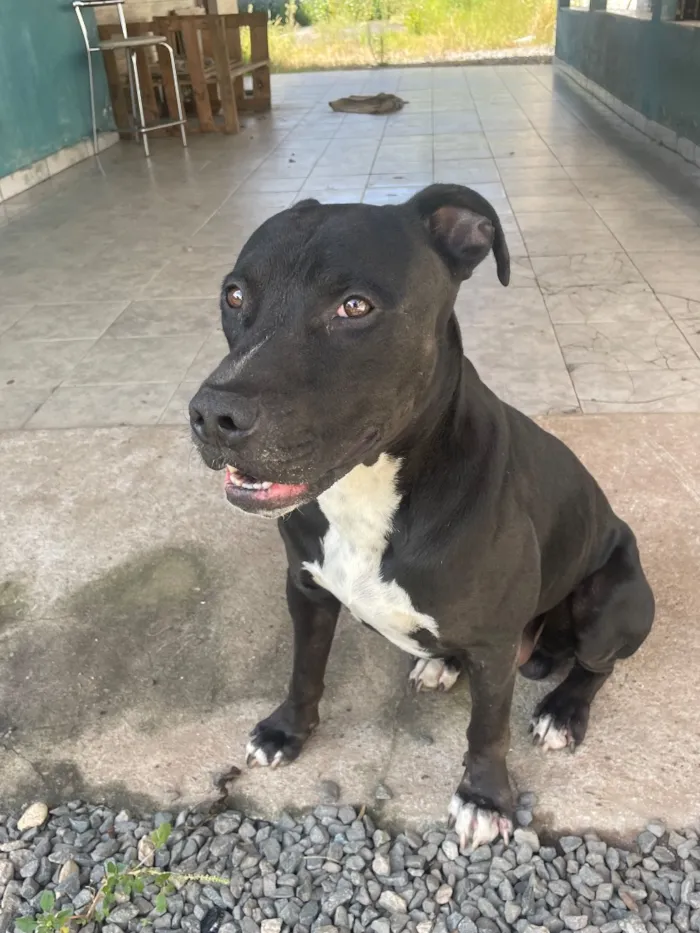 Cachorro raça Pit-Bull idade 5 anos nome Airon