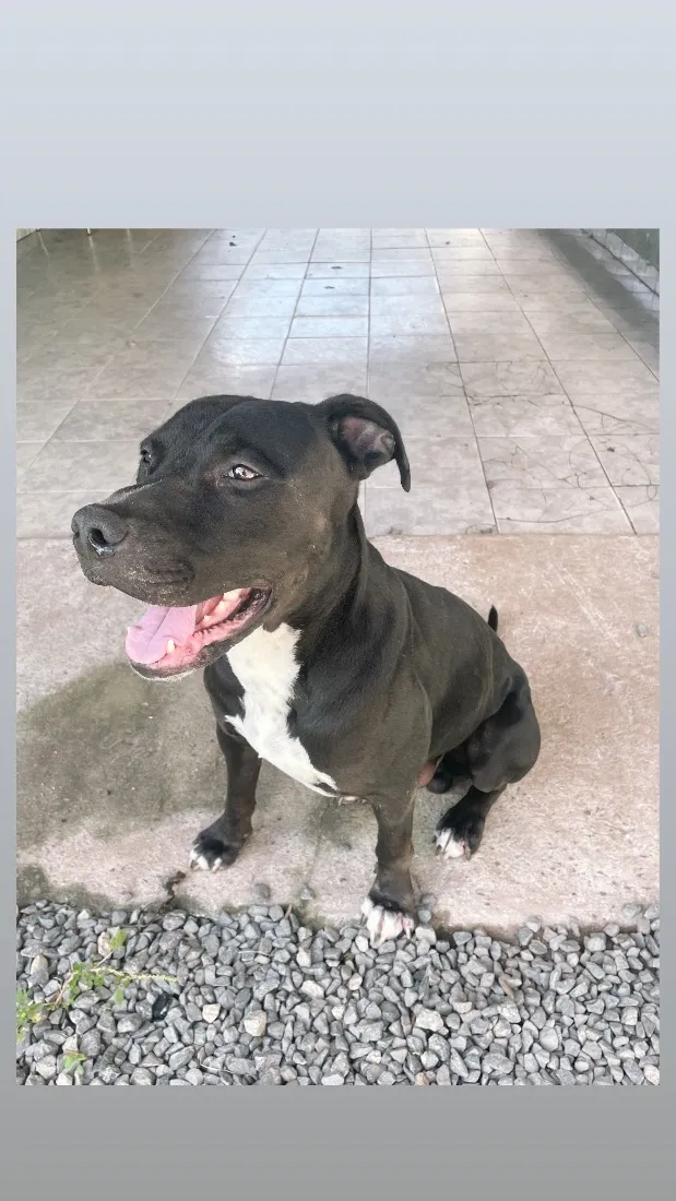 Cachorro raça Pit-Bull idade 5 anos nome Airon