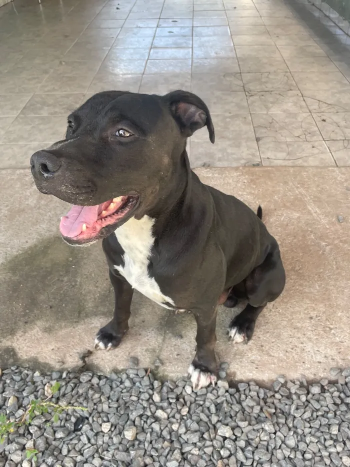 Cachorro raça Pit-Bull idade 5 anos nome Airon