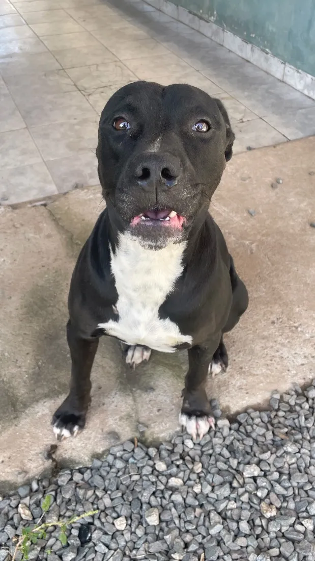 Cachorro raça Pit-Bull idade 5 anos nome Airon