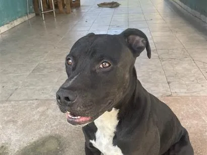 Cachorro raça Pit-Bull idade 5 anos nome Airon