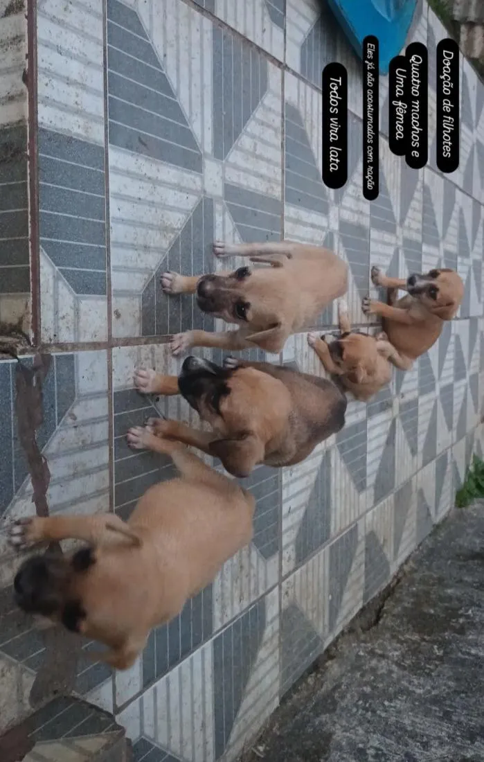 Cachorro raça SRD-ViraLata idade 2 a 6 meses nome não tem nome