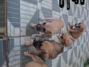 Cachorro raça SRD-ViraLata idade 2 a 6 meses nome não tem nome