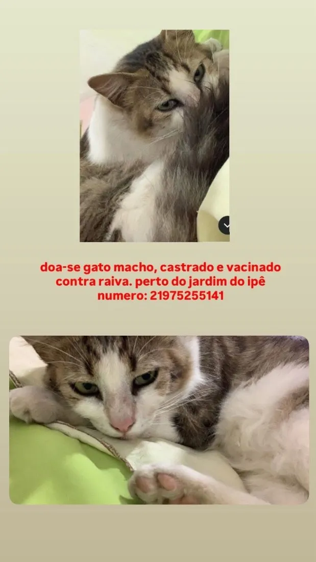 Gato raça SRD-ViraLata idade 2 anos nome luke