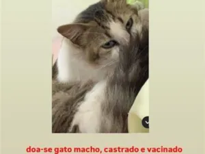 Gato raça SRD-ViraLata idade 2 anos nome luke