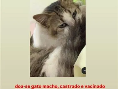 Gato raça SRD-ViraLata idade 2 anos nome luke