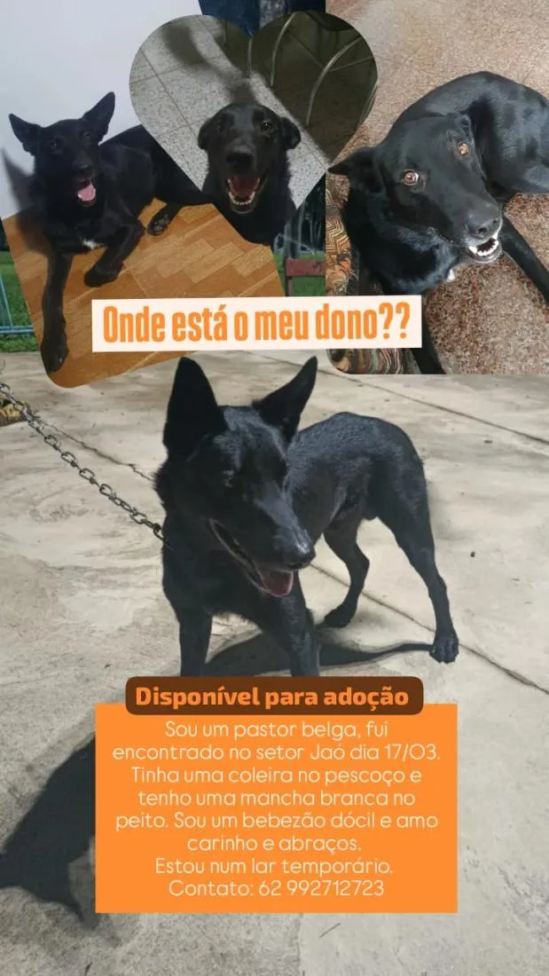 Cachorro raça Pastor Alemão idade 1 ano nome Jack Black