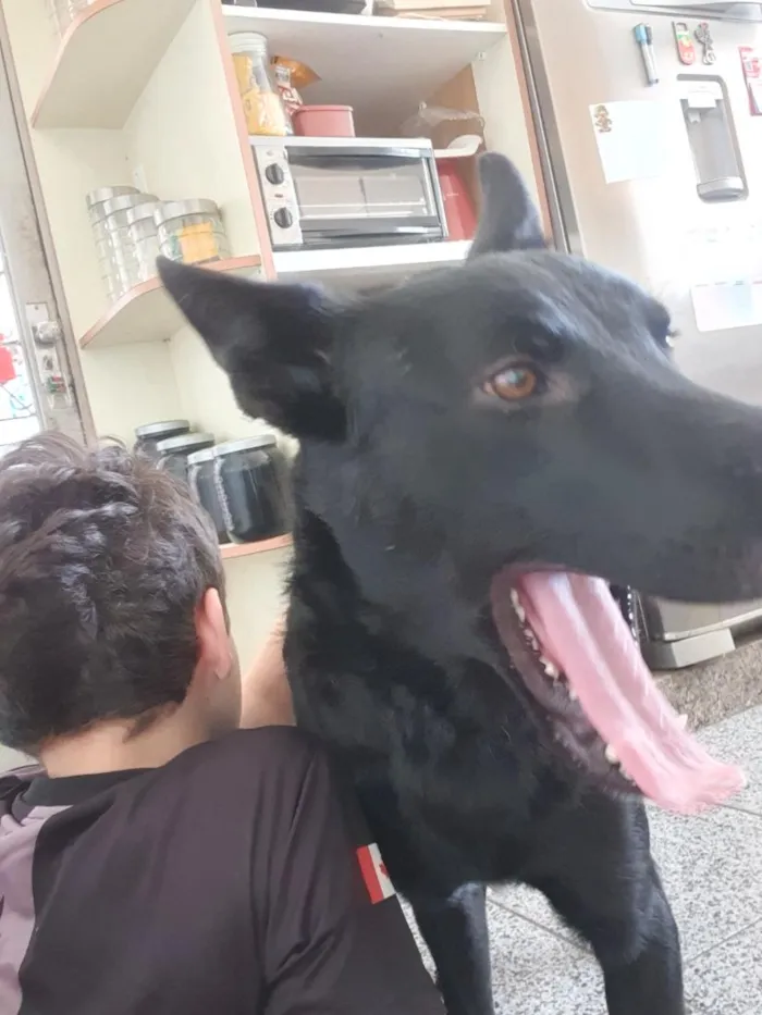 Cachorro raça Pastor Alemão idade 1 ano nome Jack Black