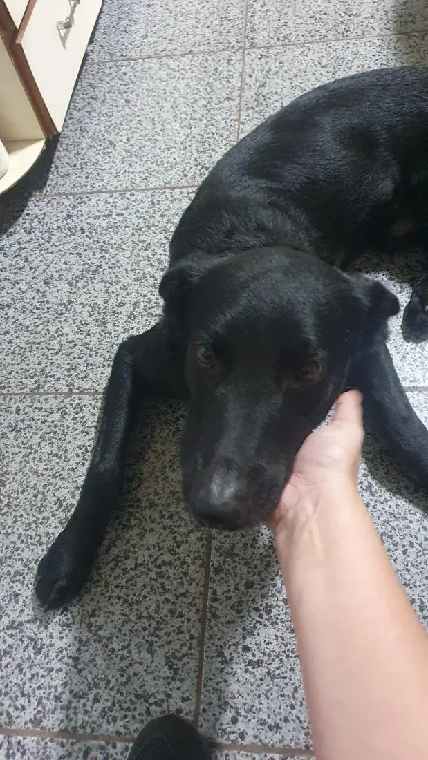 Cachorro raça Pastor Alemão idade 1 ano nome Jack Black