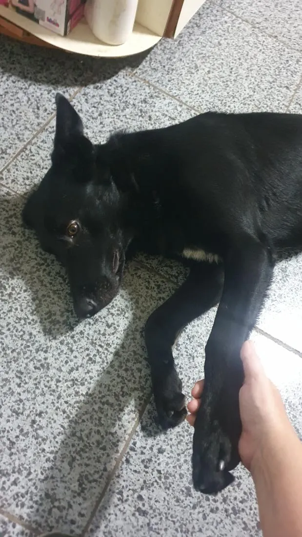 Cachorro raça Pastor Alemão idade 1 ano nome Jack Black