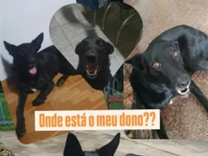 Cachorro raça Pastor Alemão idade 1 ano nome Jack Black