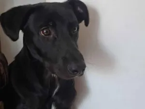 Gato raça SRD-ViraLata idade 2 a 6 meses nome sabota