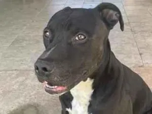 Cachorro raça Pit-Bull idade 5 anos nome Airon