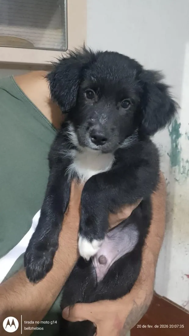 Cachorro raça SRD-ViraLata idade 2 a 6 meses nome fred