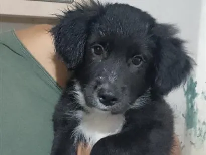 Cachorro raça SRD-ViraLata idade 2 a 6 meses nome fred