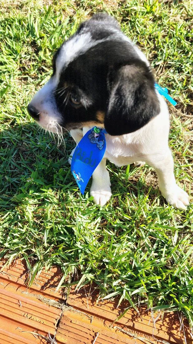 Cachorro raça SRD-ViraLata idade 2 a 6 meses nome Teo