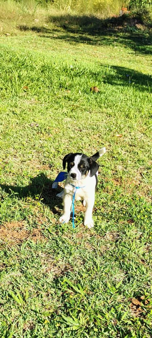 Cachorro raça SRD-ViraLata idade 2 a 6 meses nome Teo