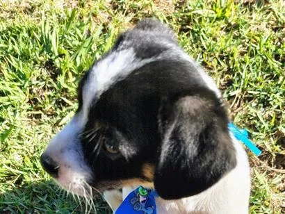 Cachorro raça SRD-ViraLata idade 2 a 6 meses nome Teo