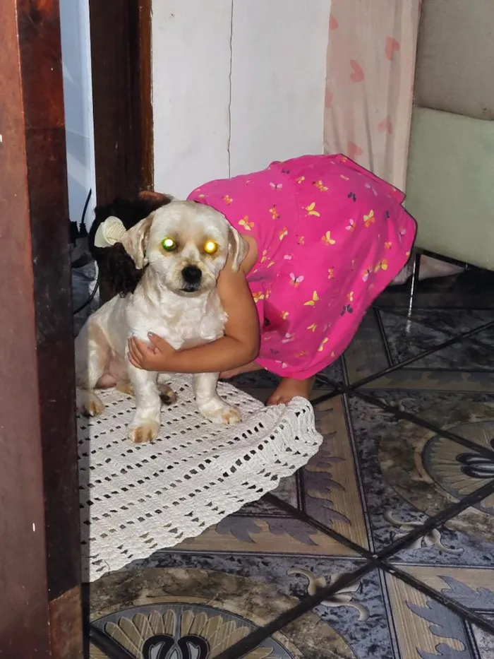 Cachorro raça Shitzu idade 1 ano nome Simba 