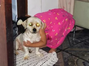 Cachorro raça Shitzu idade 1 ano nome Simba 