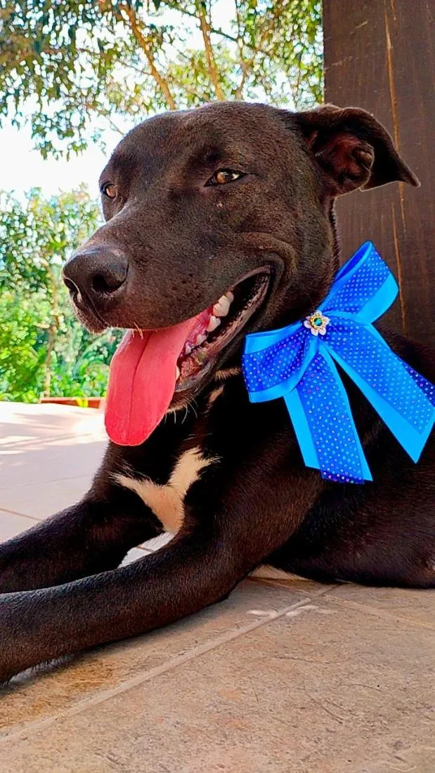 Cachorro raça SRD-ViraLata idade 1 ano nome Pretinha