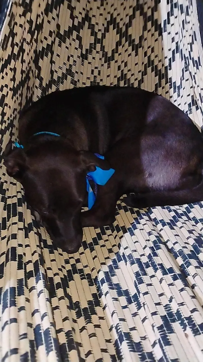 Cachorro raça SRD-ViraLata idade 1 ano nome Pretinha