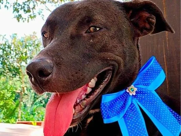Cachorro raça SRD-ViraLata idade 1 ano nome Pretinha