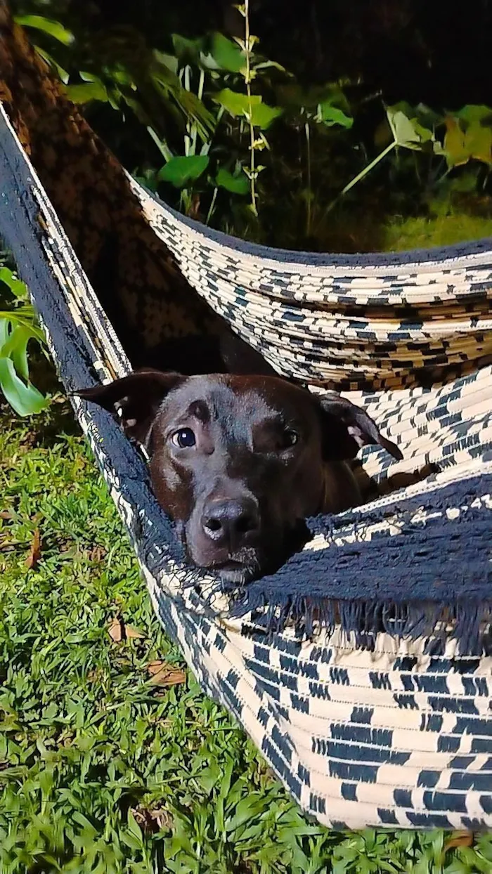 Cachorro raça SRD-ViraLata idade 1 ano nome Pretinha