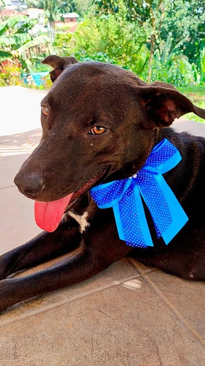 Cachorro raça SRD-ViraLata idade 1 ano nome Pretinha