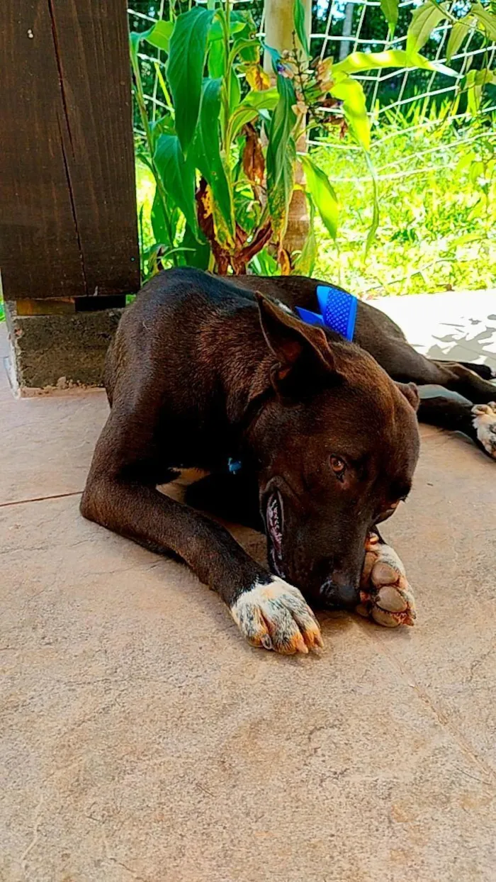 Cachorro raça SRD-ViraLata idade 1 ano nome Pretinha