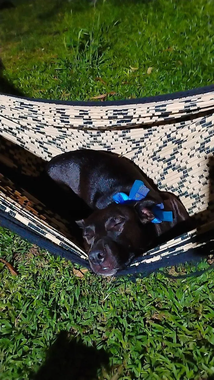 Cachorro raça SRD-ViraLata idade 1 ano nome Pretinha