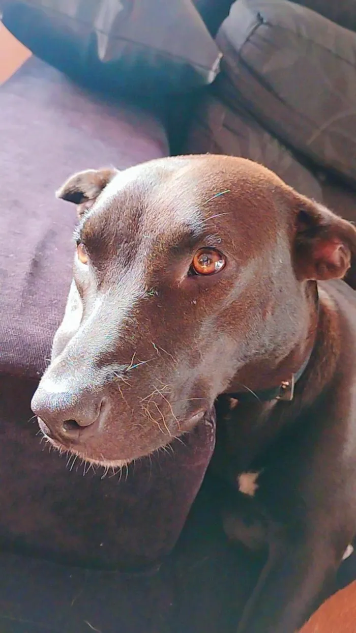 Cachorro raça SRD-ViraLata idade 1 ano nome Pretinha