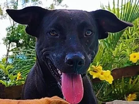 Cachorro raça SRD-ViraLata idade 1 ano nome Pretinha