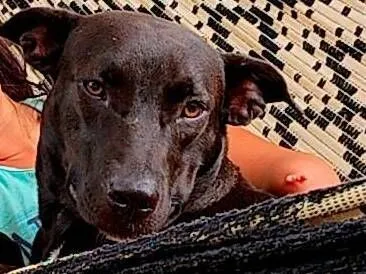 Cachorro raça SRD-ViraLata idade 1 ano nome Pretinha