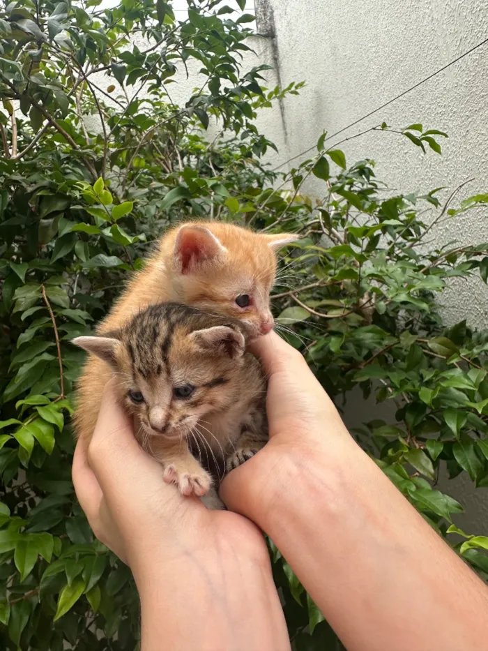 Gato raça SRD-ViraLata idade Abaixo de 2 meses nome Gatinhas 