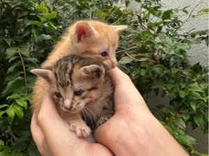Gato raça SRD-ViraLata idade Abaixo de 2 meses nome Gatinhas 