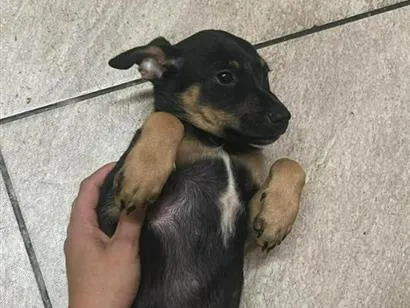 Cachorro raça SRD-ViraLata idade 2 a 6 meses nome Pudim, e duas irmãs.
