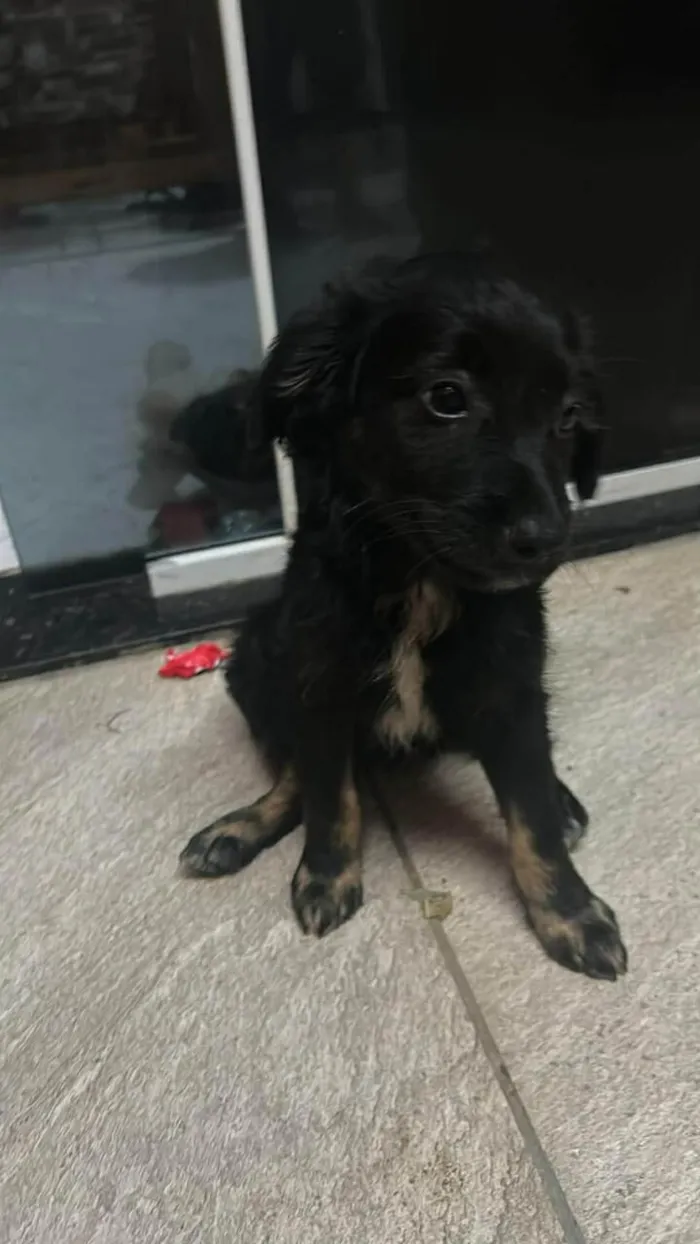 Cachorro raça SRD-ViraLata idade 2 a 6 meses nome Pudim, e duas irmãs.