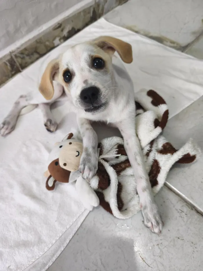 Cachorro raça SRD-ViraLata idade 2 a 6 meses nome Esmeralda 