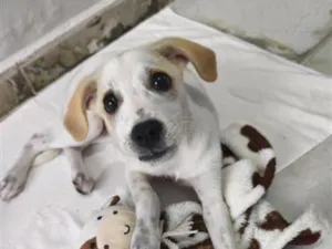 Cachorro raça SRD-ViraLata idade 2 a 6 meses nome Esmeralda 