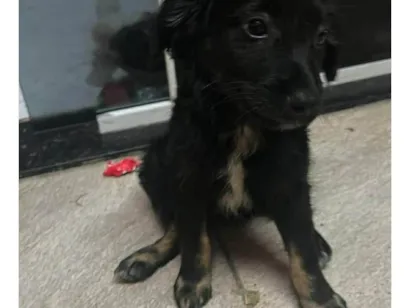 Cachorro raça SRD-ViraLata idade 2 a 6 meses nome Pudim, e duas irmãs.