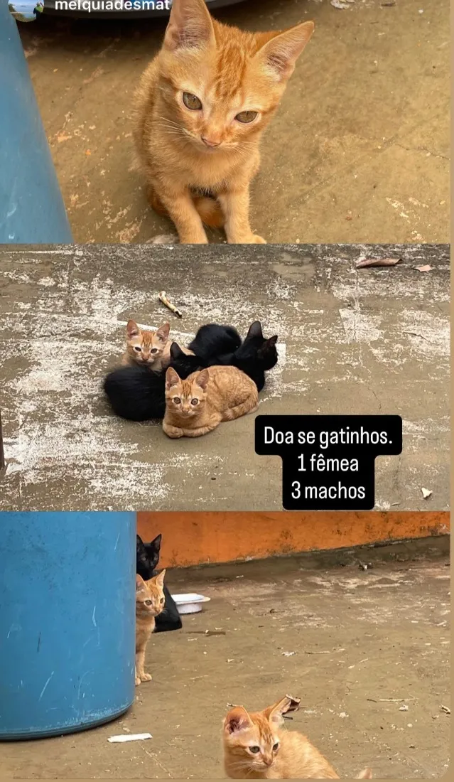 Gato raça SRD-ViraLata idade Abaixo de 2 meses nome Gatinhos 