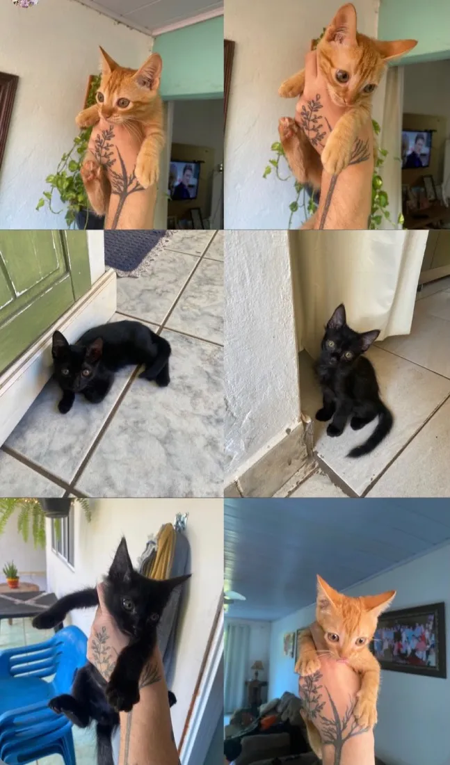 Gato raça SRD-ViraLata idade Abaixo de 2 meses nome Gatinhos 